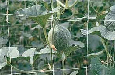 HDPE-Anti-UVkletterpflanze-Stützfiletarbeit für Gemüseernte, grün