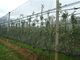 Dunkelgrünes HDPE Antihagel-Netze mit UV für die Landwirtschaft, 30gsm - 50gsm