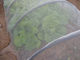 insekten-Filetarbeits-HDPE raschel der Maschen-16x16 strickte Anti, transparent